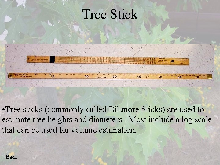 Tree Stick • Tree sticks (commonly called Biltmore Sticks) are used to estimate tree
