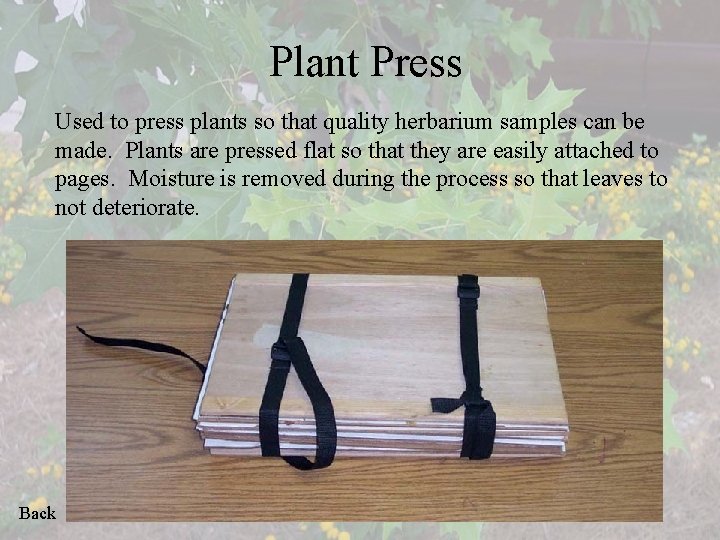 Plant Press Used to press plants so that quality herbarium samples can be made.