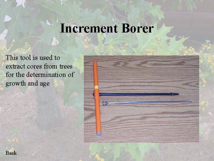 Increment Borer This tool is used to extract cores from trees for the determination
