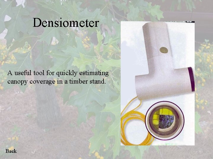 Densiometer A useful tool for quickly estimating canopy coverage in a timber stand. Back