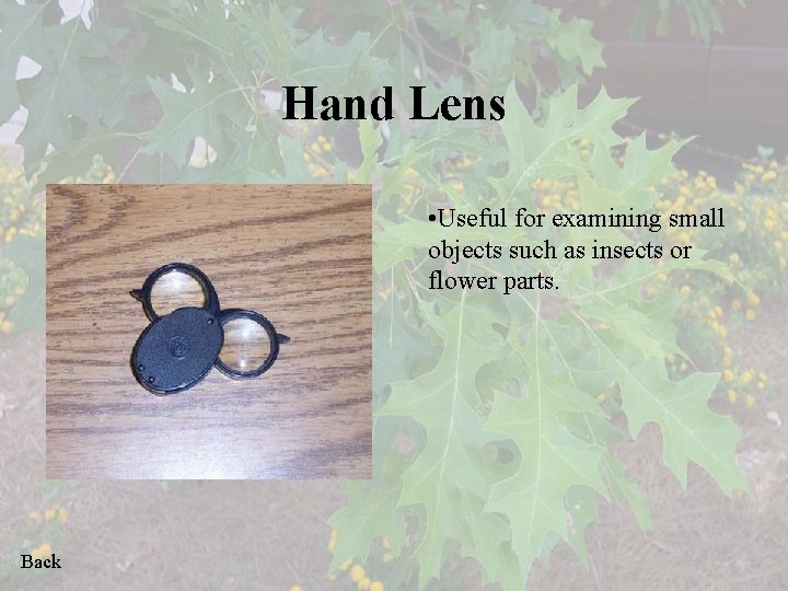 Hand Lens • Useful for examining small objects such as insects or flower parts.