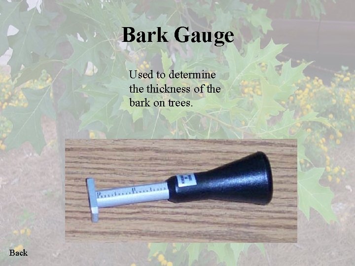 Bark Gauge Used to determine thickness of the bark on trees. Back 