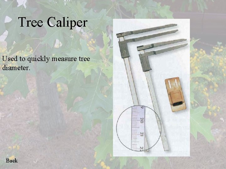 Tree Caliper Used to quickly measure tree diameter. Back 