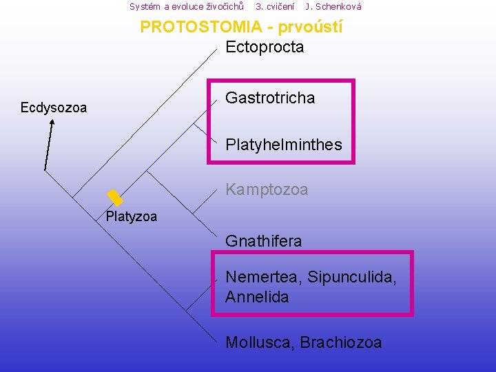 Systém a evoluce živočichů 3. cvičení J. Schenková PROTOSTOMIA - prvoústí Ectoprocta Gastrotricha Ecdysozoa Systém a evoluce živočichů 3. cvičení J. Schenková PROTOSTOMIA - prvoústí Ectoprocta Gastrotricha Ecdysozoa