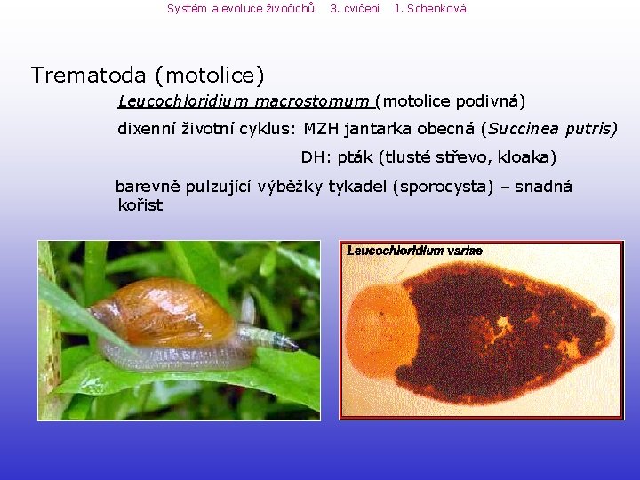 Systém a evoluce živočichů 3. cvičení J. Schenková Trematoda (motolice) Leucochloridium macrostomum (motolice podivná) Systém a evoluce živočichů 3. cvičení J. Schenková Trematoda (motolice) Leucochloridium macrostomum (motolice podivná)