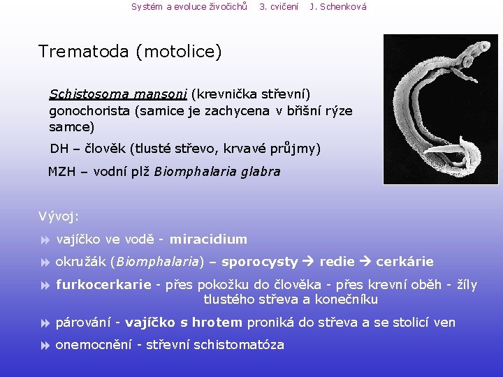 Systém a evoluce živočichů 3. cvičení J. Schenková Trematoda (motolice) Schistosoma mansoni (krevnička střevní) Systém a evoluce živočichů 3. cvičení J. Schenková Trematoda (motolice) Schistosoma mansoni (krevnička střevní)