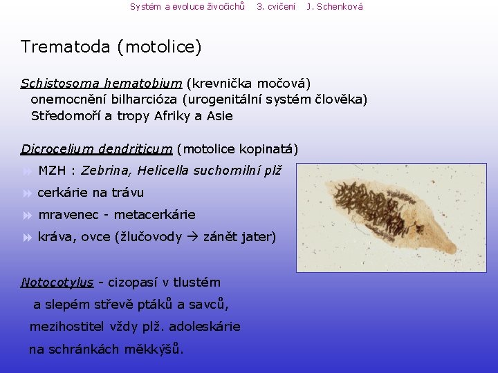 Systém a evoluce živočichů 3. cvičení J. Schenková Trematoda (motolice) Schistosoma hematobium (krevnička močová) Systém a evoluce živočichů 3. cvičení J. Schenková Trematoda (motolice) Schistosoma hematobium (krevnička močová)