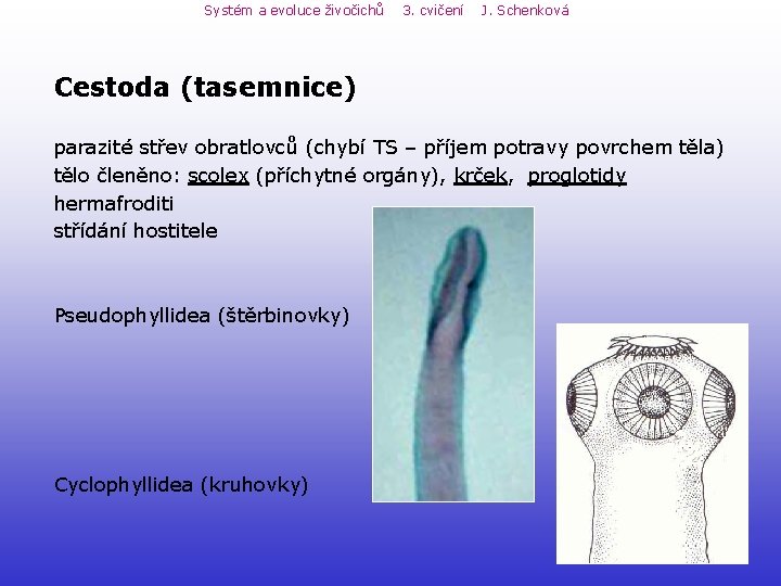 Systém a evoluce živočichů 3. cvičení J. Schenková Cestoda (tasemnice) parazité střev obratlovců (chybí Systém a evoluce živočichů 3. cvičení J. Schenková Cestoda (tasemnice) parazité střev obratlovců (chybí