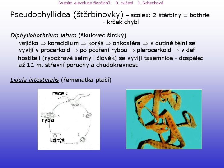Systém a evoluce živočichů 3. cvičení J. Schenková Pseudophyllidea (štěrbinovky) – scolex: 2 štěrbiny Systém a evoluce živočichů 3. cvičení J. Schenková Pseudophyllidea (štěrbinovky) – scolex: 2 štěrbiny