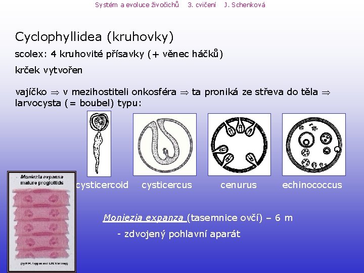 Systém a evoluce živočichů 3. cvičení J. Schenková Cyclophyllidea (kruhovky) scolex: 4 kruhovité přísavky Systém a evoluce živočichů 3. cvičení J. Schenková Cyclophyllidea (kruhovky) scolex: 4 kruhovité přísavky