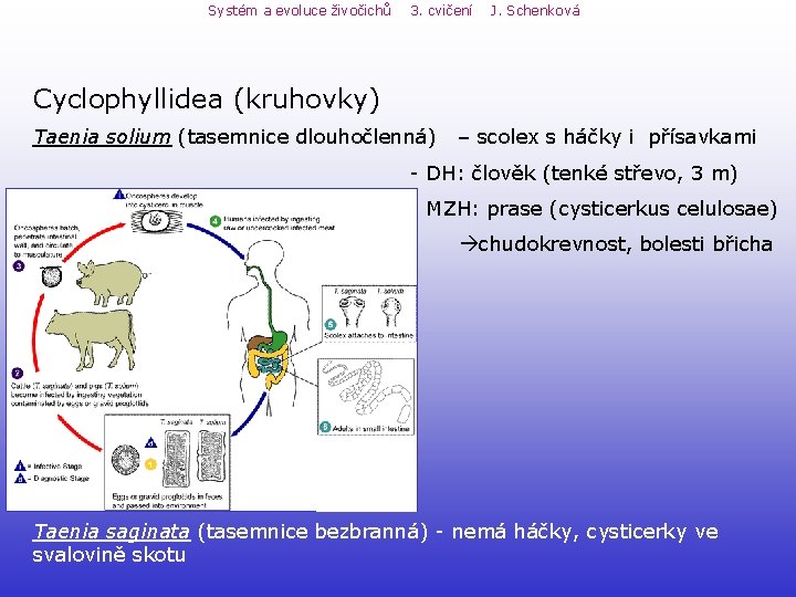 Systém a evoluce živočichů 3. cvičení J. Schenková Cyclophyllidea (kruhovky) Taenia solium (tasemnice dlouhočlenná) Systém a evoluce živočichů 3. cvičení J. Schenková Cyclophyllidea (kruhovky) Taenia solium (tasemnice dlouhočlenná)
