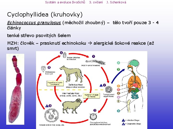 Systém a evoluce živočichů 3. cvičení J. Schenková Cyclophyllidea (kruhovky) Echinococcus granulosus (měchožil zhoubný) Systém a evoluce živočichů 3. cvičení J. Schenková Cyclophyllidea (kruhovky) Echinococcus granulosus (měchožil zhoubný)