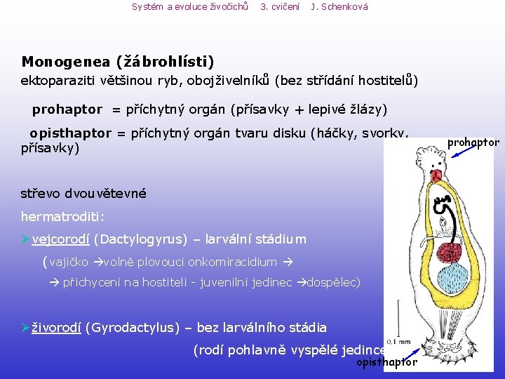 Systém a evoluce živočichů 3. cvičení J. Schenková Monogenea (žábrohlísti) ektoparaziti většinou ryb, obojživelníků Systém a evoluce živočichů 3. cvičení J. Schenková Monogenea (žábrohlísti) ektoparaziti většinou ryb, obojživelníků