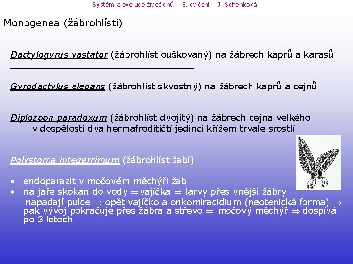 Systém a evoluce živočichů 3. cvičení J. Schenková Monogenea (žábrohlísti) Dactylogyrus vastator (žábrohlíst ouškovaný) Systém a evoluce živočichů 3. cvičení J. Schenková Monogenea (žábrohlísti) Dactylogyrus vastator (žábrohlíst ouškovaný)
