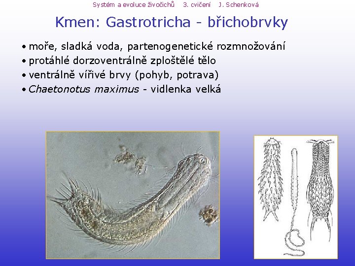 Systém a evoluce živočichů 3. cvičení J. Schenková Kmen: Gastrotricha - břichobrvky • moře, Systém a evoluce živočichů 3. cvičení J. Schenková Kmen: Gastrotricha - břichobrvky • moře,