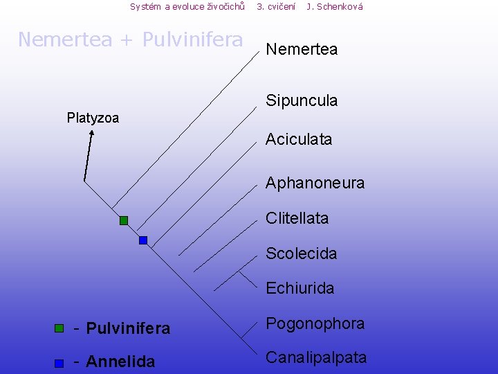 Systém a evoluce živočichů Nemertea + Pulvinifera 3. cvičení J. Schenková Nemertea Sipuncula Platyzoa Systém a evoluce živočichů Nemertea + Pulvinifera 3. cvičení J. Schenková Nemertea Sipuncula Platyzoa