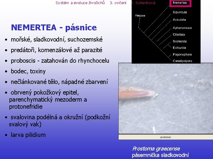 Systém a evoluce živočichů 3. cvičení J. Schenková NEMERTEA - pásnice • mořské, sladkovodní, Systém a evoluce živočichů 3. cvičení J. Schenková NEMERTEA - pásnice • mořské, sladkovodní,