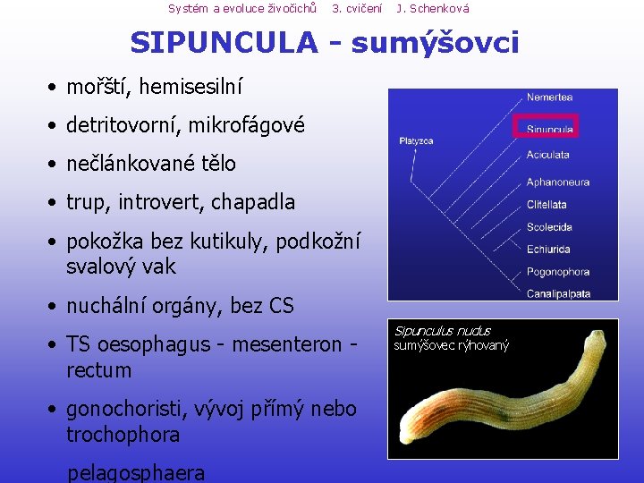 Systém a evoluce živočichů 3. cvičení J. Schenková SIPUNCULA - sumýšovci • mořští, hemisesilní Systém a evoluce živočichů 3. cvičení J. Schenková SIPUNCULA - sumýšovci • mořští, hemisesilní