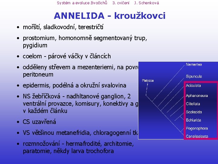 Systém a evoluce živočichů 3. cvičení J. Schenková ANNELIDA - kroužkovci • mořští, sladkovodní, Systém a evoluce živočichů 3. cvičení J. Schenková ANNELIDA - kroužkovci • mořští, sladkovodní,