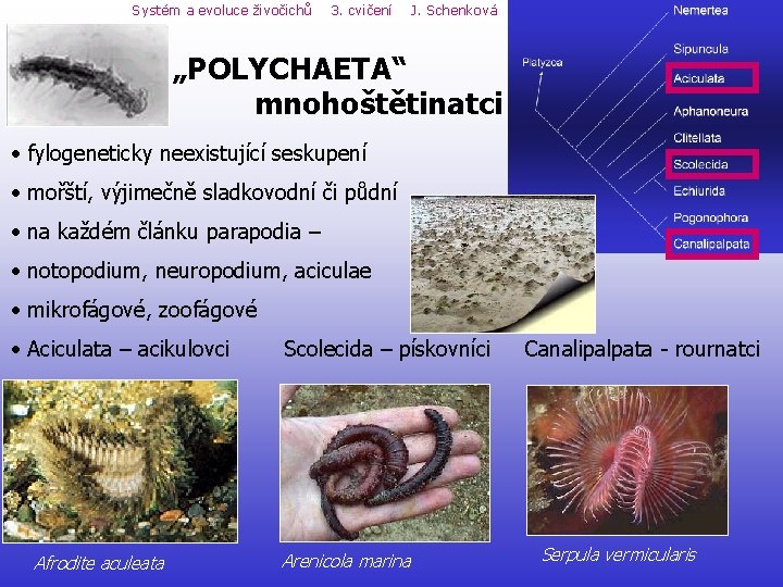 Systém a evoluce živočichů 3. cvičení J. Schenková „POLYCHAETA“ mnohoštětinatci • fylogeneticky neexistující seskupení Systém a evoluce živočichů 3. cvičení J. Schenková „POLYCHAETA“ mnohoštětinatci • fylogeneticky neexistující seskupení