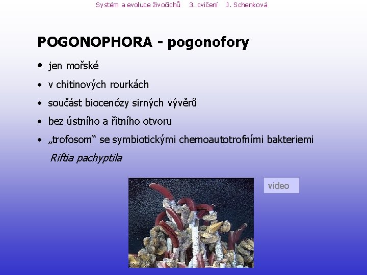 Systém a evoluce živočichů 3. cvičení J. Schenková POGONOPHORA - pogonofory • jen mořské Systém a evoluce živočichů 3. cvičení J. Schenková POGONOPHORA - pogonofory • jen mořské