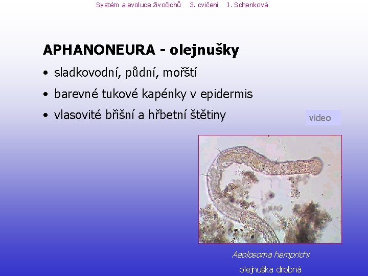 Systém a evoluce živočichů 3. cvičení J. Schenková APHANONEURA - olejnušky • sladkovodní, půdní, Systém a evoluce živočichů 3. cvičení J. Schenková APHANONEURA - olejnušky • sladkovodní, půdní,