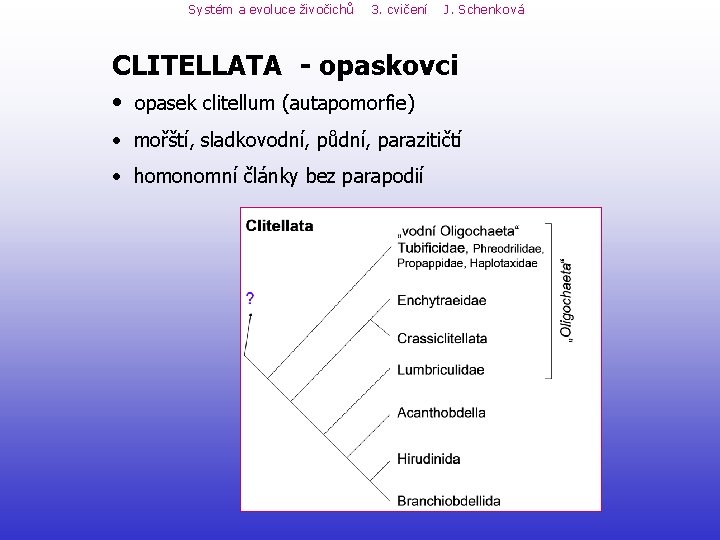 Systém a evoluce živočichů 3. cvičení J. Schenková CLITELLATA - opaskovci • opasek clitellum Systém a evoluce živočichů 3. cvičení J. Schenková CLITELLATA - opaskovci • opasek clitellum