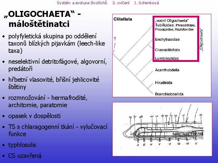 Systém a evoluce živočichů „OLIGOCHAETA“ máloštětinatci • polyfyletická skupina po oddělení taxonů blízkých pijavkám Systém a evoluce živočichů „OLIGOCHAETA“ máloštětinatci • polyfyletická skupina po oddělení taxonů blízkých pijavkám