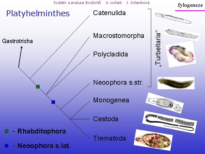 Systém a evoluce živočichů Gastrotricha J. Schenková Catenulida Macrostomorpha Polycladida Neoophora s. str. Monogenea Systém a evoluce živočichů Gastrotricha J. Schenková Catenulida Macrostomorpha Polycladida Neoophora s. str. Monogenea