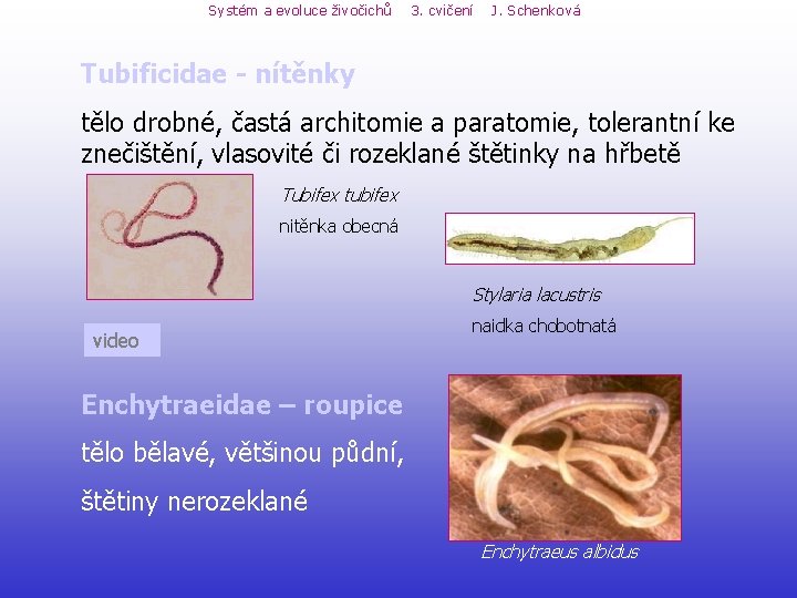Systém a evoluce živočichů 3. cvičení J. Schenková Tubificidae - nítěnky tělo drobné, častá Systém a evoluce živočichů 3. cvičení J. Schenková Tubificidae - nítěnky tělo drobné, častá