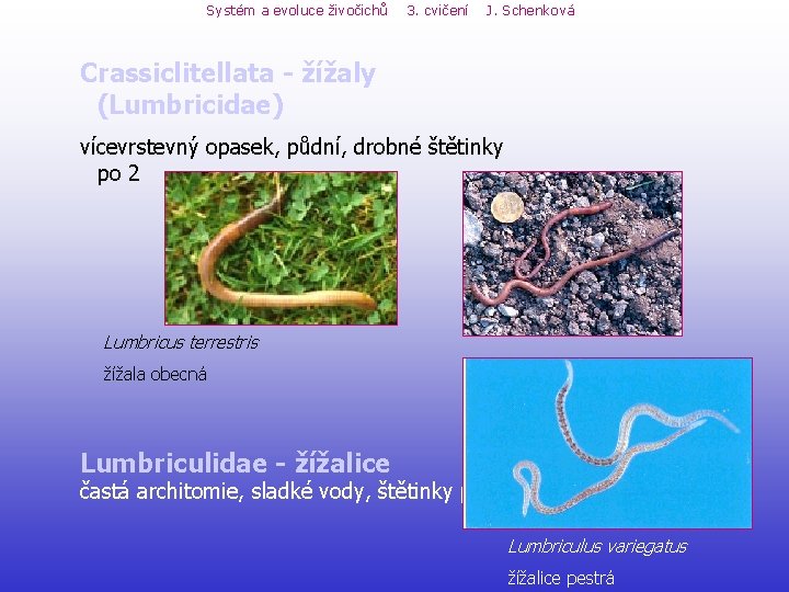 Systém a evoluce živočichů 3. cvičení J. Schenková Crassiclitellata - žížaly (Lumbricidae) vícevrstevný opasek, Systém a evoluce živočichů 3. cvičení J. Schenková Crassiclitellata - žížaly (Lumbricidae) vícevrstevný opasek,