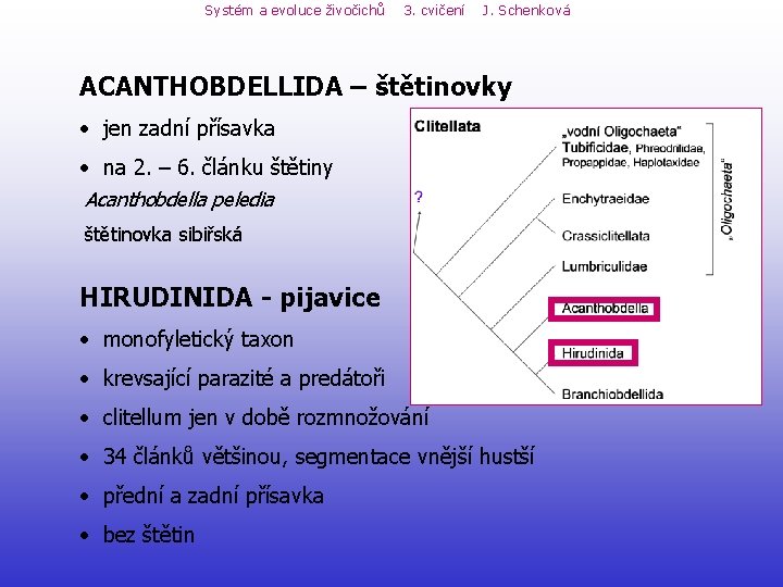 Systém a evoluce živočichů 3. cvičení J. Schenková ACANTHOBDELLIDA – štětinovky • jen zadní Systém a evoluce živočichů 3. cvičení J. Schenková ACANTHOBDELLIDA – štětinovky • jen zadní