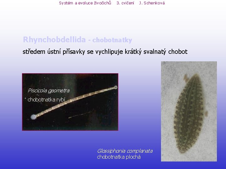 Systém a evoluce živočichů 3. cvičení J. Schenková Rhynchobdellida - chobotnatky středem ústní přísavky Systém a evoluce živočichů 3. cvičení J. Schenková Rhynchobdellida - chobotnatky středem ústní přísavky