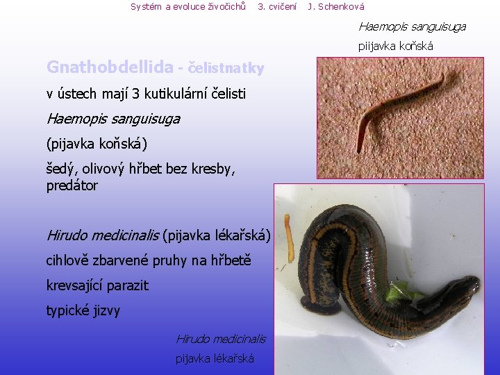 Systém a evoluce živočichů 3. cvičení J. Schenková Haemopis sanguisuga piijavka koňská Gnathobdellida - Systém a evoluce živočichů 3. cvičení J. Schenková Haemopis sanguisuga piijavka koňská Gnathobdellida -