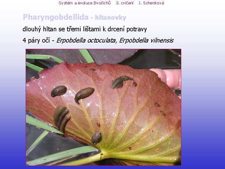 Systém a evoluce živočichů 3. cvičení J. Schenková Pharyngobdellida - hltanovky dlouhý hltan se Systém a evoluce živočichů 3. cvičení J. Schenková Pharyngobdellida - hltanovky dlouhý hltan se
