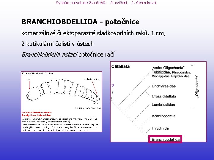 Systém a evoluce živočichů 3. cvičení J. Schenková BRANCHIOBDELLIDA - potočnice komenzálové či ektoparazité Systém a evoluce živočichů 3. cvičení J. Schenková BRANCHIOBDELLIDA - potočnice komenzálové či ektoparazité