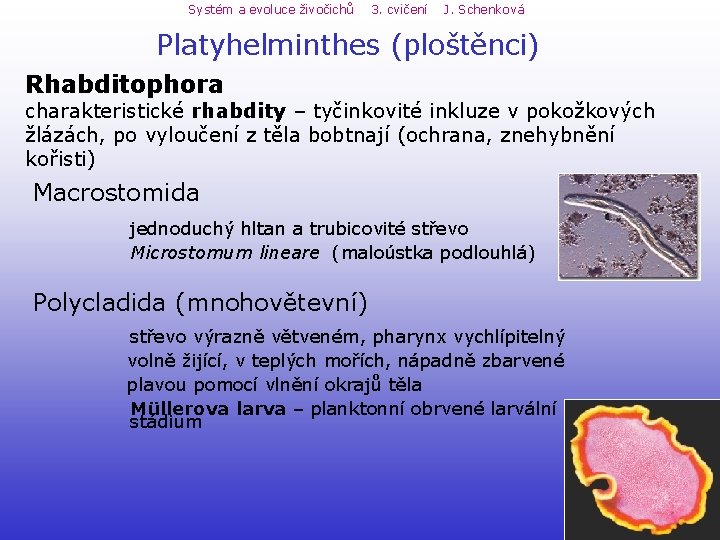 Systém a evoluce živočichů 3. cvičení J. Schenková Platyhelminthes (ploštěnci) Rhabditophora charakteristické rhabdity – Systém a evoluce živočichů 3. cvičení J. Schenková Platyhelminthes (ploštěnci) Rhabditophora charakteristické rhabdity –