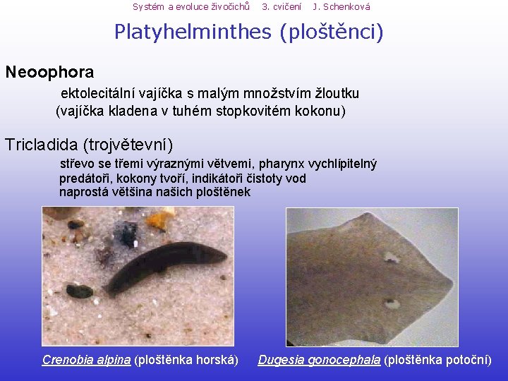 Systém a evoluce živočichů 3. cvičení J. Schenková Platyhelminthes (ploštěnci) Neoophora ektolecitální vajíčka s Systém a evoluce živočichů 3. cvičení J. Schenková Platyhelminthes (ploštěnci) Neoophora ektolecitální vajíčka s