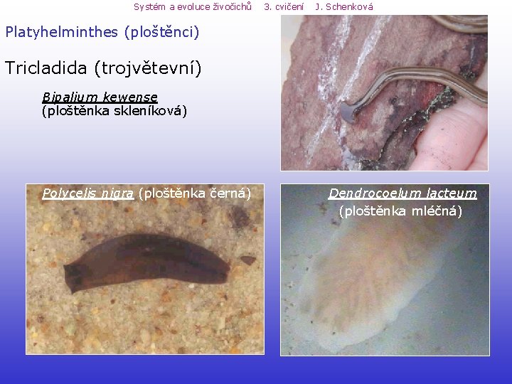 Systém a evoluce živočichů 3. cvičení J. Schenková Platyhelminthes (ploštěnci) Tricladida (trojvětevní) Bipalium kewense Systém a evoluce živočichů 3. cvičení J. Schenková Platyhelminthes (ploštěnci) Tricladida (trojvětevní) Bipalium kewense