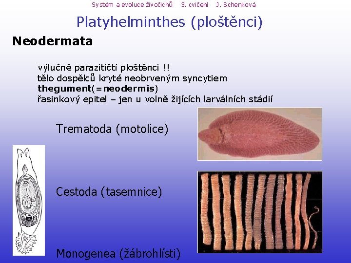 Systém a evoluce živočichů 3. cvičení J. Schenková Platyhelminthes (ploštěnci) Neodermata výlučně parazitičtí ploštěnci Systém a evoluce živočichů 3. cvičení J. Schenková Platyhelminthes (ploštěnci) Neodermata výlučně parazitičtí ploštěnci
