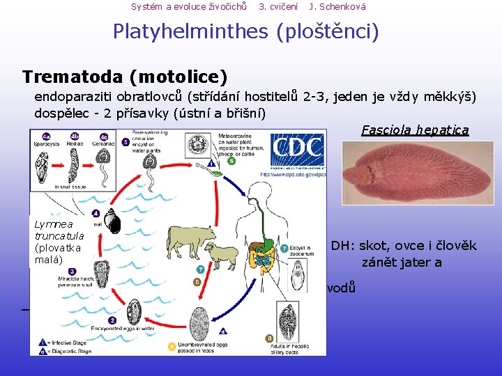 Systém a evoluce živočichů 3. cvičení J. Schenková Platyhelminthes (ploštěnci) Trematoda (motolice) endoparaziti obratlovců Systém a evoluce živočichů 3. cvičení J. Schenková Platyhelminthes (ploštěnci) Trematoda (motolice) endoparaziti obratlovců