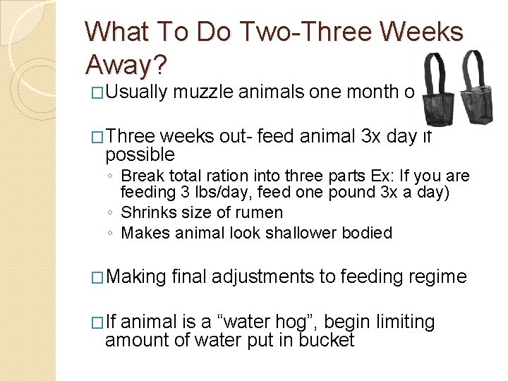 What To Do Two-Three Weeks Away? �Usually muzzle animals one month out �Three weeks