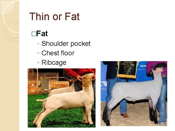 Thin or Fat �Fat ◦ Shoulder pocket ◦ Chest floor ◦ Ribcage Thin or Fat �Fat ◦ Shoulder pocket ◦ Chest floor ◦ Ribcage