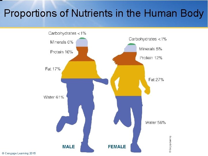 Proportions of Nutrients in the Human Body © Cengage Learning 2015 