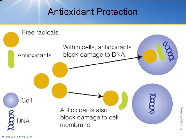 Antioxidant Protection © Cengage Learning 2015 