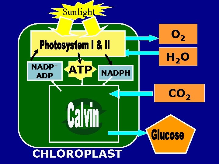 Sunlight O 2 NADP+ ADP ATP H 2 O NADPH CO 2 CHLOROPLAST 