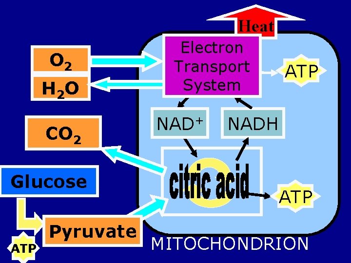 Heat O 2 H 2 O CO 2 Glucose ATP Pyruvate Electron Transport System