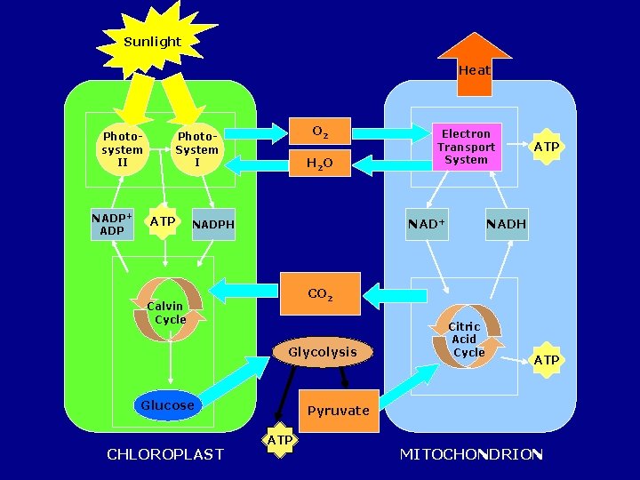 Sunlight Heat Photosystem II NADP+ ADP O 2 Photo. System I ATP H 2