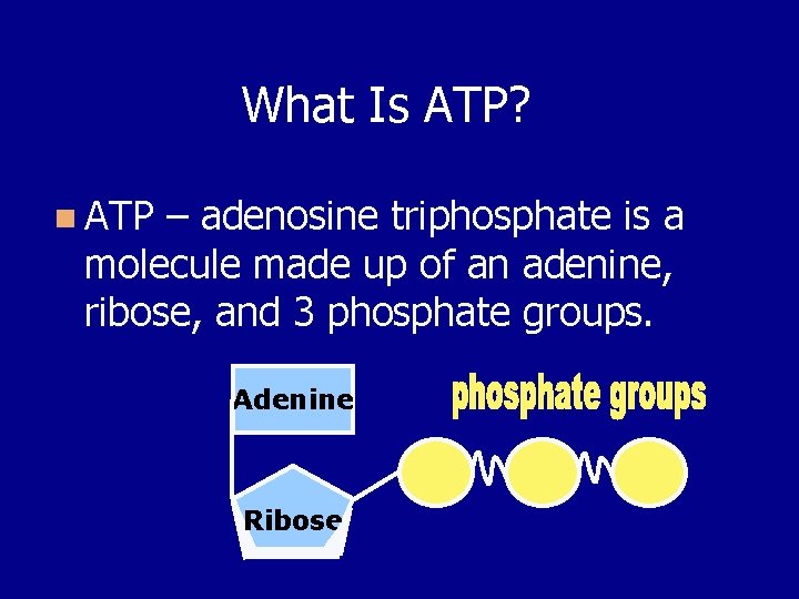 What Is ATP? n ATP – adenosine triphosphate is a molecule made up of