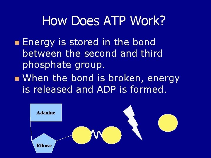 How Does ATP Work? Energy is stored in the bond between the second and